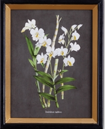 Orchid Study Petite Framed Prints - Napa Home