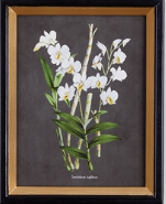 Load image into Gallery viewer, Orchid Study set of four in white on black with gold leaf painted black frame.
