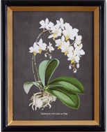 Stunning Orchid Study set of four with white flowers against black backdrop, framed in gold leaf painted black. Great for home or office decor.