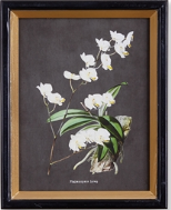 Load image into Gallery viewer, White orchids on black background in Orchid Study set of four, framed with gold leaf painted black. Elegant decor choice for home or office.
