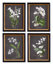 Load image into Gallery viewer, Orchid Study set of four in striking white on black contrast, with gold leaf painted black frame. Perfect for home or office decor.
