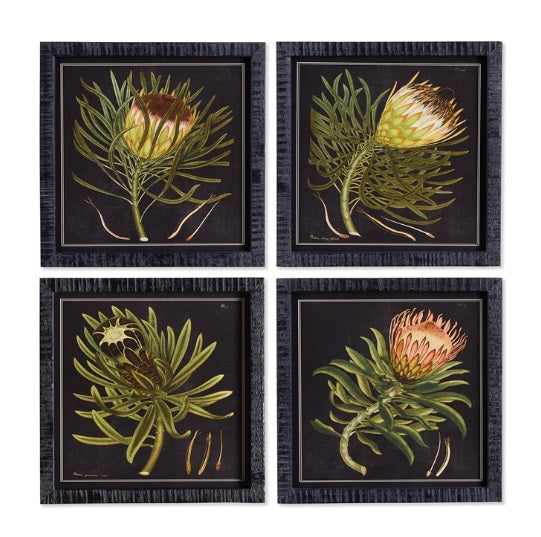 Protea Prints: Dramatic black background with simple composition. Perfect for powder room, bedroom, or bookshelves.